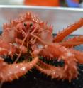 If climate change allows shell-crushing predators such as king crabs to return to the Antarctic continental shelf, the crabs will likely disrupt the endemic marine fauna.