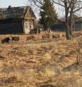 Wild boar run through a former village in the Chernobyl Exclusion Zone.