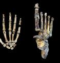 The <i>Homo naledi</i> hand and foot were uniquely adapted for both tree climbing and walking upright.