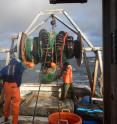 This image shows cod fishing in the Gulf of Maine.