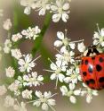 The multicolored Asian lady beetle, also known as the harlequin ladybird, (<i>Harmonia axyridis</i>) was registered for the first time in Denmark during the 18 years of monitoring at a rooftop in Copenhagen. It is now considered invasive in Denmark.