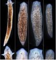 Tufts biologists induced one species of flatworm -- <em>G. dorotocephala</em>, top left -- to grow heads and brains characteristic of other species of flatworm, top row, without altering genomic sequence. Examples of the outcomes can be seen in the bottom row of the image.