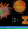 One of the very first collisions recorded between two lead ions at the LHC's top energy. The energy in the center-of-mass system is approximately 1000 TeV. Todays events bring collisions physics into a new energy scale, that of PeV (Peta-electron-volts). The ALICE detector registered tens of thousands of particles. In this live display the tracks of the particles from the collision point and through the detector are shown in colors corresponding to their mass and type.