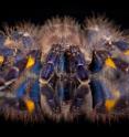 This is a critically endangered gooty sapphire ornamental tarantula and its reflection.