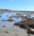 Corals off the north west coast of Australia have adapted to high temperatures, but remain at risk from bleaching.