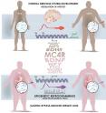 This visual abstract shows how spermatozoa from obese men carry a distinct epigenetic signature compared to lean men, in particular at genes controlling brain development and function. The sperm methylome is dynamically remodeled after gastric-bypass-induced weight loss, notably at gene regions implicated in the central control of appetite.