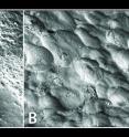 Scanning electron microscope images show details of bone microanatomy. Scale bars, 100 mm. (a) Bone-forming surfaces are relatively smooth, presenting collagen deposits by osteoblast cells. Image taken on the maxillary bone of the Devil's Tower Neanderthal. (b) Resorption is identified as irregular surfaces carved by osteoclasts on the bone surface as they dissolve and remove bone matrix. Image taken from the maxillary bone of the SH hominin Cranium 16.