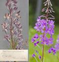 By monitoring plant metabolism retrospectively, the Ume&aring;-based research group has quantified how much increased atmospheric CO2 levels have contributed to plants' ability to capture the greenhouse gas carbon dioxide. Fireweed.