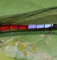 Africocypha varicolor species is from Gabon.