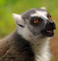 Princeton University research suggests that idle conversation could be a social-bonding tool passed down from primates. The researchers found that ringtailed lemurs (above) use vocalizations far more selectively than previously thought, primarily exchanging calls with individuals with which they have close relationships. The findings could have implications for how scientists understand the evolution of primate vocalizations and human speech.