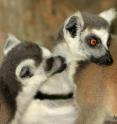 Grooming (above) is a common social-bonding experience for lemurs and other primates. The researchers found that lemurs reserved vocal exchanges for the animals that they groomed most frequently, essentially "grooming-at-a-distance" to keep in touch when group members get separated.