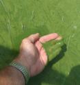 Harmful algal bloom as seen from the research docks of The Ohio State University's Stone Laboratory on Gibraltar Island in Lake Erie in 2013.