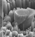 At left, a deformed sample of pure metal; at right, the strong new metal made of magnesium with silicon carbide nanoparticles. Each central micropillar is about 4 micrometers across.