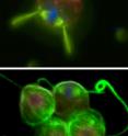 The top image is a fluorescence micrograph of a dividing solitary choanoflagellate showing its DNA (blue) and flagella and mitotic spindle (green). A small choanoflagellate colony is shown below, with one of its cells dividing. Research from the Prehoda lab at the University of Oregon indicates that the connection between the flagella and division orientation may have been important for the evolution of organized multicellularity in animals.&nbsp;