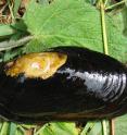Most of the world's mussel stocks are in decline and some species face extinction like the freshwater pearl mussel or so-called <i>Margaritifera margaritifera</i>.