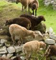 High levels of vitamin D are linked to improved fertility and reproductive success, a study of wild sheep living on the remote Scottish island of St Kilda shows. Sheep with higher levels of vitamin D metabolites in their blood at the end of  summer went on to have more lambs in the following spring, the study found.