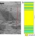 A transmission electron microscope image of ribbonfish skin shows random arrangements of crystalline quinine embedded in cytoplasm (a). The arrangement of crystal layers reflects light across a broad spectrum. The cytoplasm and crystal layers are reproduced in (b) -- red dotted line (5 mm scale bar) and then turned into a fractal pattern with random changes introduced in (c).