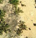 The desert outside Chandler, Ariz., shows a darkening of the biocrust (left) over its surface.