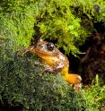 An adult male of <em>Frankixalus jerdonii</em> is emerging out of a tree hole.