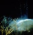 Nature oil seeps, as the one shown here, are plentiful in the Gulf of Mexico.