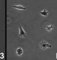 This image shows the formation of arbitrary cell culture patterns forming a "3," "D," "A." and "T" by printing of single HeLa S3 cells via 3-D acoustic tweezers.