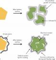 When used in lithium-ion battery anodes, silicon microparticles swell, break apart and react with the battery's electrolyte to form a thick coating that saps the anode's performance. To address these problems, scientists built a graphene cage around each particle, bottom. The cage gives the particle room to swell during charging, holds its pieces together when it breaks apart, controls the growth of the coating and preserves electrical conductivity and performance.