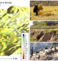 The image on the left is a computer-generated landscape with the colors indicating the meters of soil lost or deposited in different places at the end of a simulation of 300 years of farming and herding. 

The photos on the right are of modern Mediterranean landscapes. Top is wheat farming in Jordan, middle is an olive grove at the edge of an eroded barranco (ravine) in eastern Spain, the bottom is goat herding in Jordan.