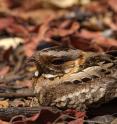 This is a close-up of the nightjar.