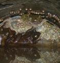 This image shows a couple of the newly described new tree frog specie <i>K. wangi</i> with their eggs.