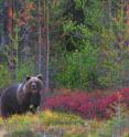 This image shows a specimen of brown bear.