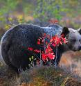 This image shows a brown bear.