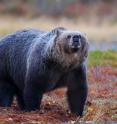 This image shows a brown bear.