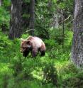 This photograph shows the brown bear (<i>Ursus arctos</i>).