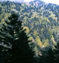 Coniferous (dark green) and broadleaved (light green) trees in summer in Alsace (France) exhibit differences in surface properties. This material relates to a paper that appeared in the Feb. 5, 2016, issue of <i>Science</i>, published by AAAS. The paper, by K. Naudts at Institut Pierre Simon Laplace in Gif-sur-Yvette, France, and colleagues was titled, "Europe's forest management did not mitigate climate warming."