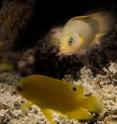 This image shows the predatory dusky dottyback eyeing up a juvenile Ambon damselfish.