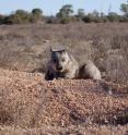 This is a southern hairy-nosed wombat on its burrow in Australia's Murraylands.