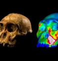 The fossilized skull of <i>Australopithecus sediba</i> specimen MH1 and a finite element model of its cranium depicting strains experienced during a simulated bite on its premolars. "Warm" colors indicate regions of high strain, "cool" colors indicate regions of low strain.