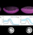 Artificial transcription factor activators and repressors of different strengths were introduced in the fruit fly embryo to regulate the expression of the rhomboid gene. Activators and repressors are able to tune gene expression like volume knobs in a radio. The computational model (graphs) was able to predict the experimental results. (Modified from <em>Nature Genetics</em>.)