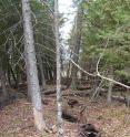 Trees tilt away from either side of the Menominee Crack 'pop-up' feature.