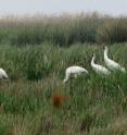 A few cranes are looking for frogs and snakes in Louisiana.