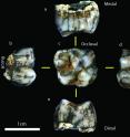 New homonin molar was found in Sterkfontein Caves. New homonin molar was found in Sterkfontein Caves.