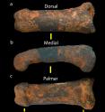 A new homonin finger bone fossil was found in Sterkfontein Caves. A new homonin finger bone fossil was found in Sterkfontein Caves.
