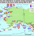 The locations of Alaska marine mammals that showed exposure to toxins from harmful algae. Letters on animal figures correspond to species list at right.