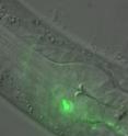 A segment of a <i>C. elegans</i> worm with a RIM neuron shown in green. The scientists showed that this neuron produces a learning signal that makes the newly hatched worm able to remember an olfactory experience for the rest of its life.