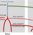 Scenario of interbreeding between modern humans and Neanderthals: Neanderthal DNA in present-day humans outside Africa originates from interbreeding that occurred 47,000 - 65,000 years ago (green arrow). Modern human DNA in Neanderthals is likely a consequence of earlier contact between the two groups roughly 100,000 years ago (red arrow).