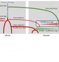 Scenario of interbreeding between modern humans and Neanderthals: Neanderthal DNA in present-day humans outside Africa originates from interbreeding that occurred 47,000 - 65,000 years ago (green arrow). Modern human DNA in Neanderthals is likely a consequence of earlier contact between the two groups roughly 100,000 years ago (red arrow).