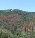 This is a picture of drought-induced dieback of ponderosa pines in California's Tehachapi Mountains as seen in June 2014.