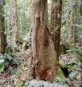 The study focused on tropical forest patches dominated by one tree species, <i>Oreomunnea mexicana</i>, pictured.