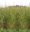 A switchgrass plot grown as part of an Argonne National Laboratory-led study to test how genetic variation within the switchgrass species affects growth. Researchers found that mixing genetic varieties from different geographical regions promotes overall crop growth.