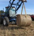 A bale of switchgrass is weighed after harvesting. The dry weight of the harvested switchgrass allowed Argonne researchers and collaborators to measure the yield of a mixture compared to yields of single varieties grown in isolation. The mixture sustained the highest overall yields over the course of the seven-year study.